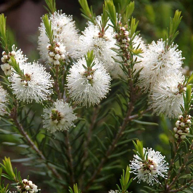 3 beneficios del Tea Tree